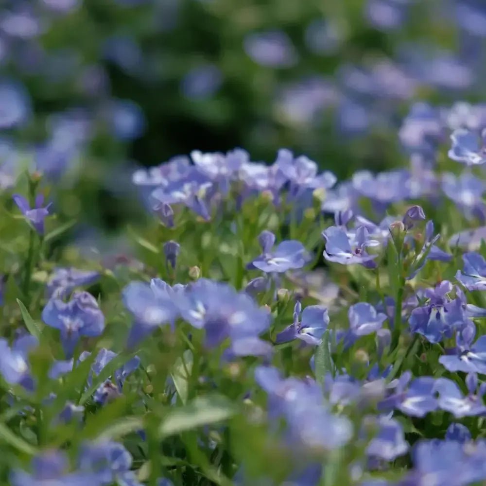 Blue Lobelia Seeds - Verdseeds